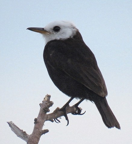 White-headed Marsh Tyrant - ML646864695