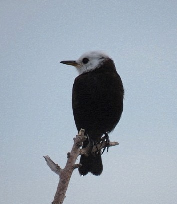 White-headed Marsh Tyrant - ML646864696