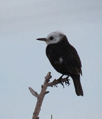 White-headed Marsh Tyrant - ML646864698