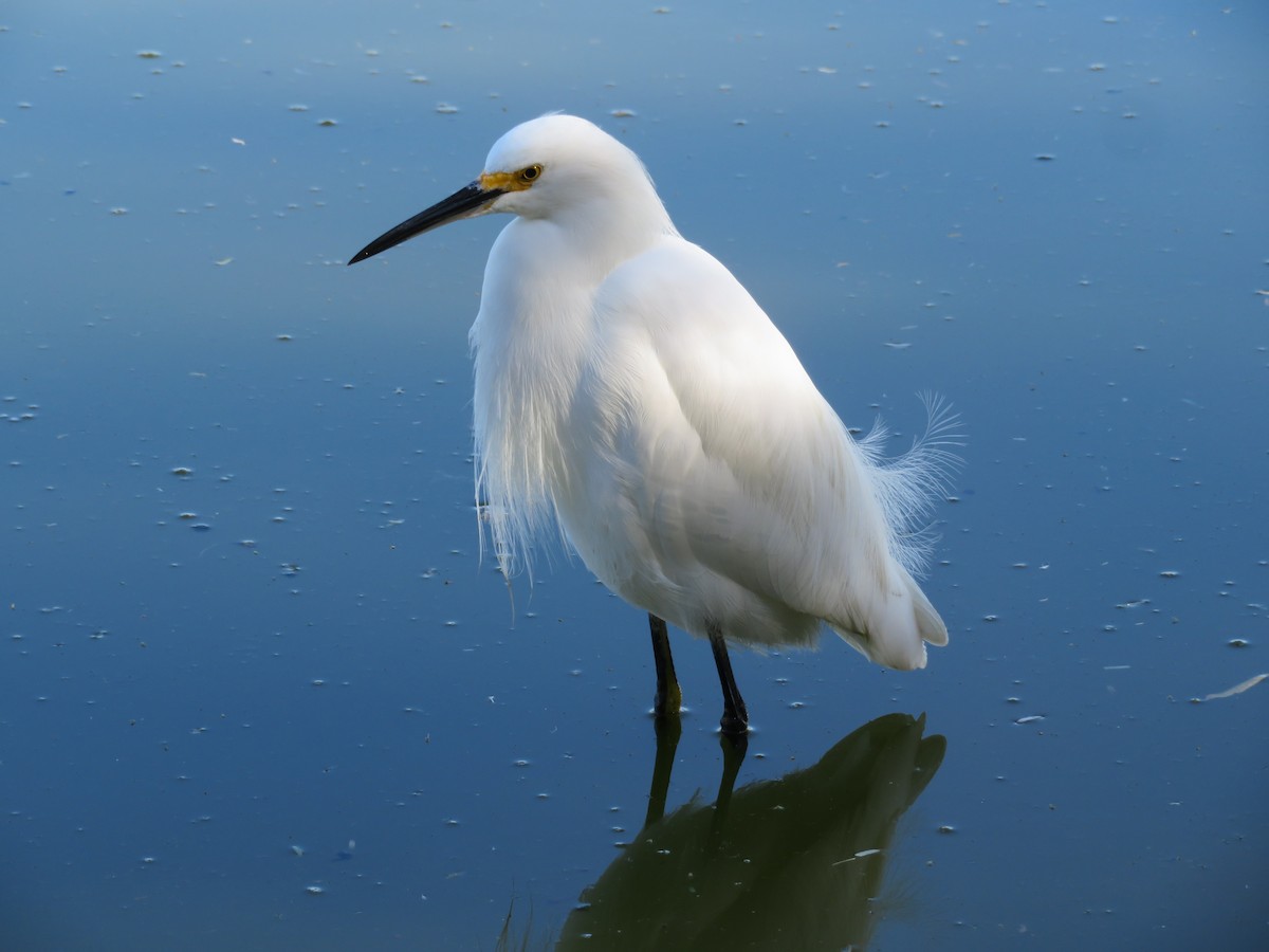 Schmuckreiher - ML646864699