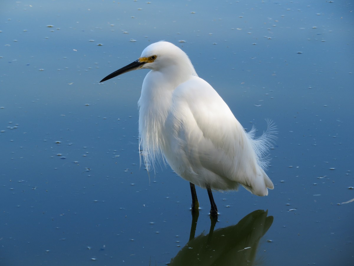 Schmuckreiher - ML646864700