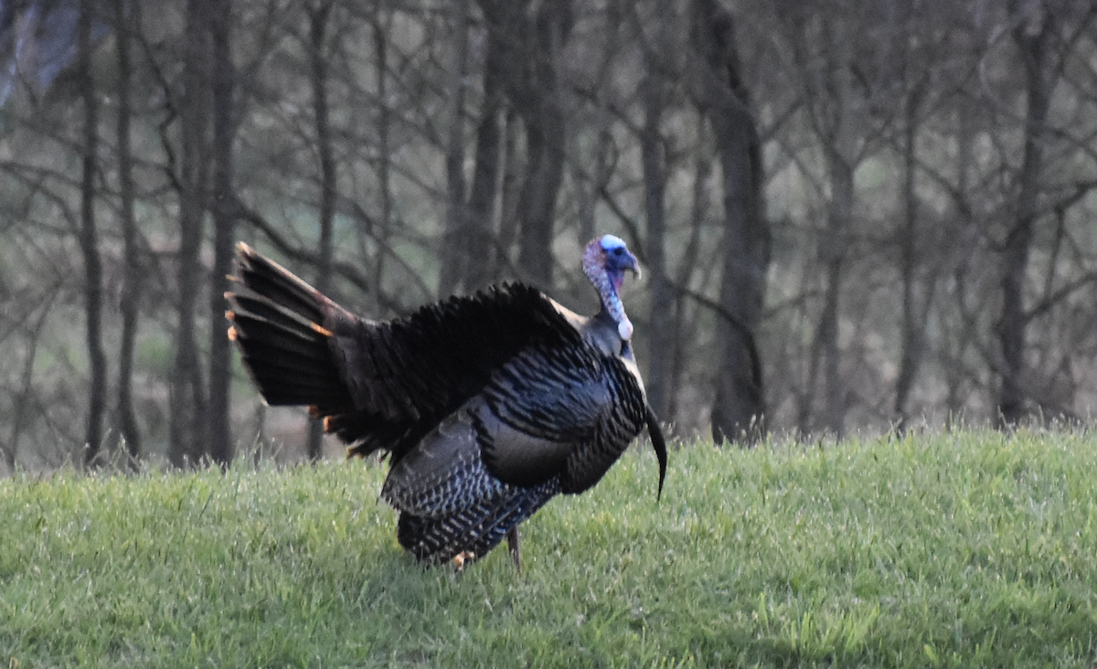 Wild Turkey - ML646864703