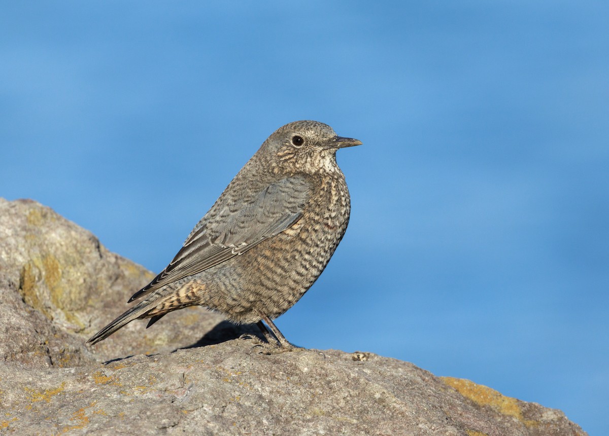 Blue Rock-Thrush - ML646864705