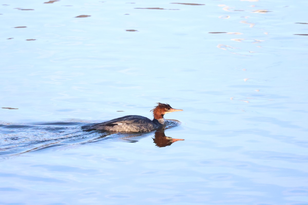 morčák velký - ML646864706