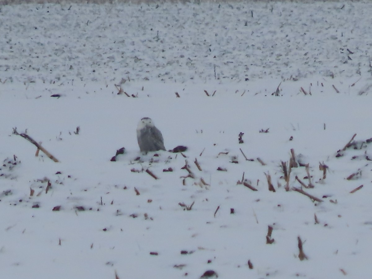 Белая сова - ML646864709