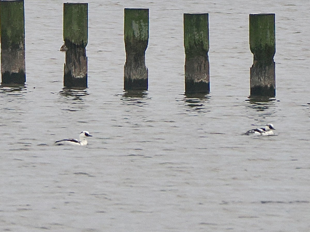 Smew - ML646864710