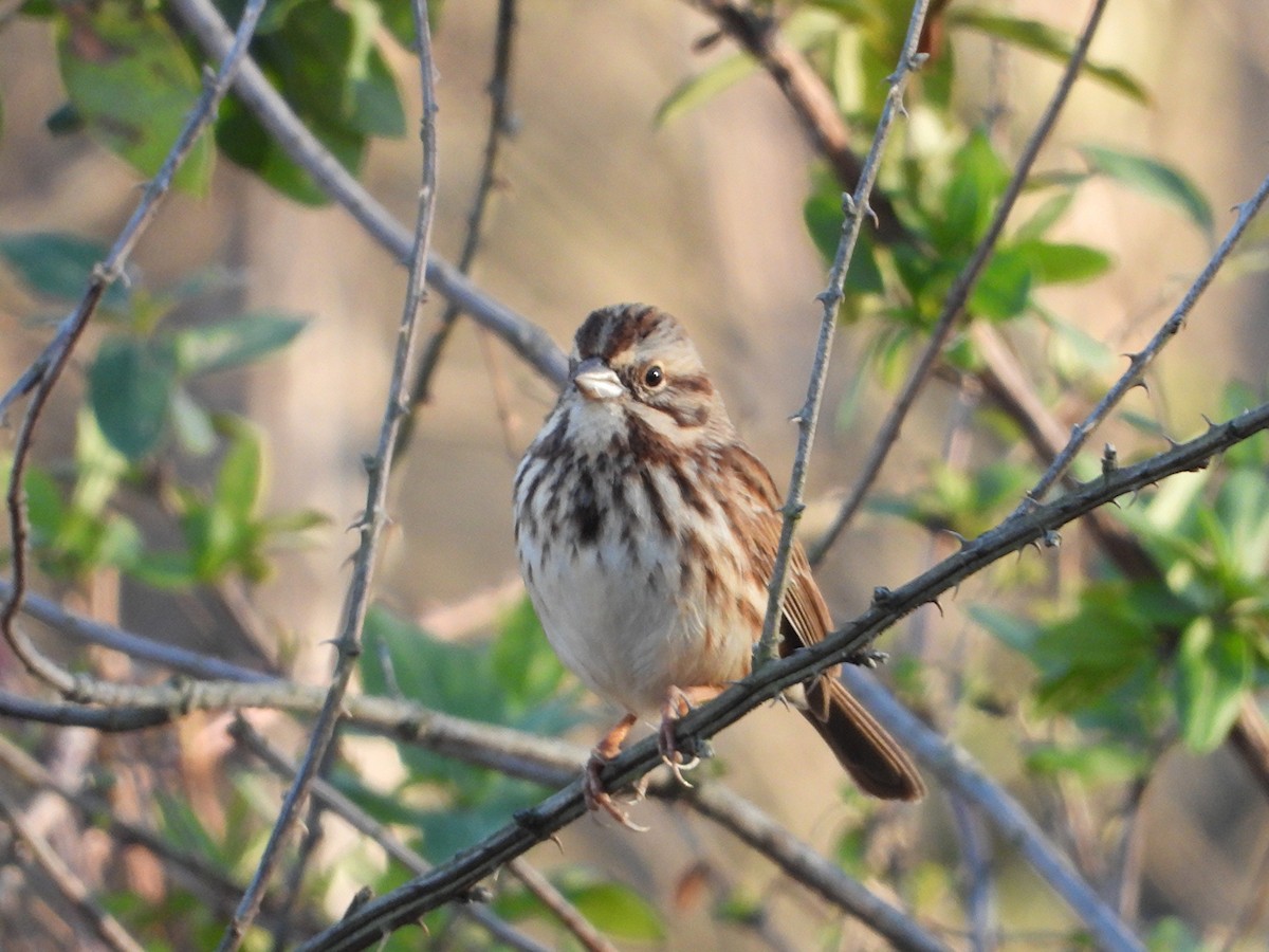 Song Sparrow - ML646864714