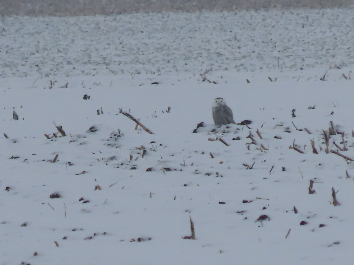 Белая сова - ML646864715