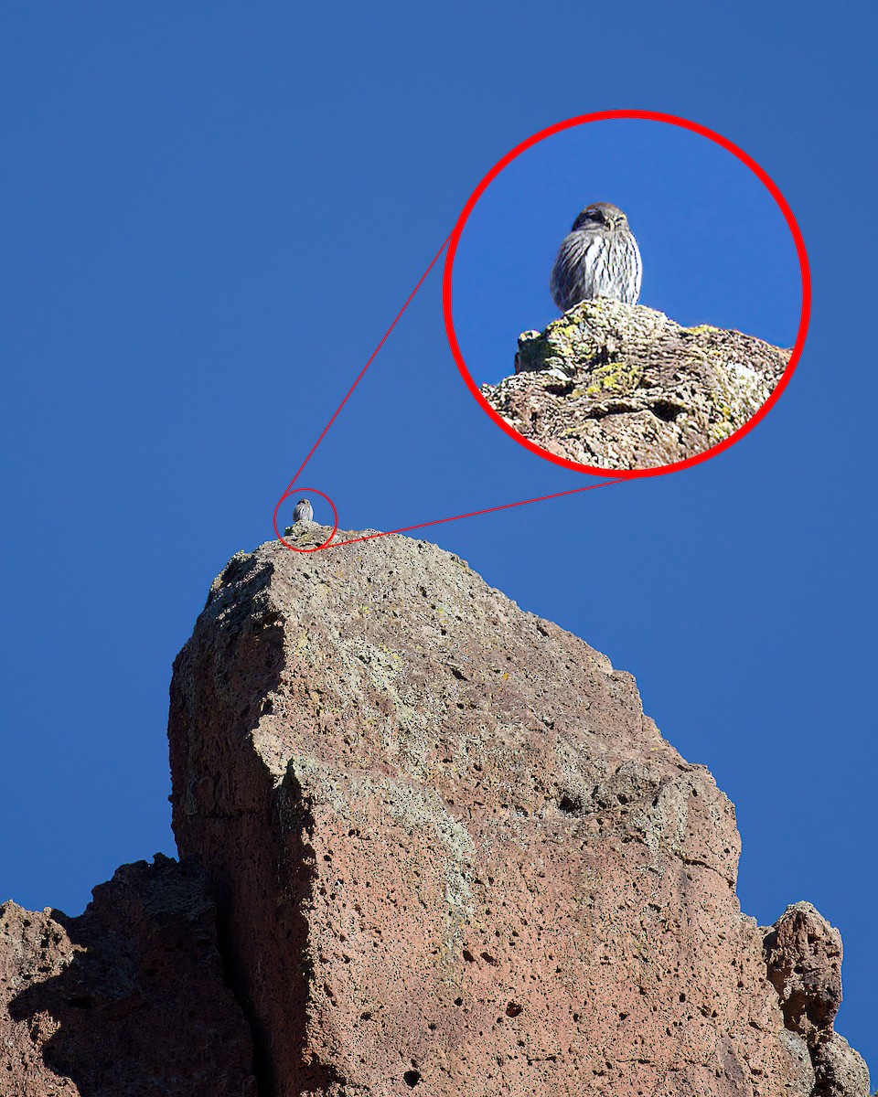 Northern Pygmy-Owl - ML646864724