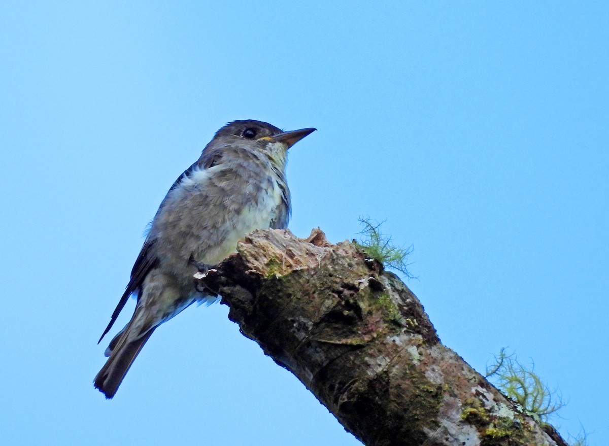 Olive-sided Flycatcher - ML646864725