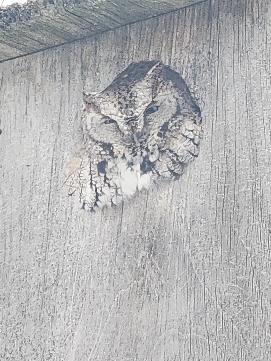 výreček americký - ML646864727