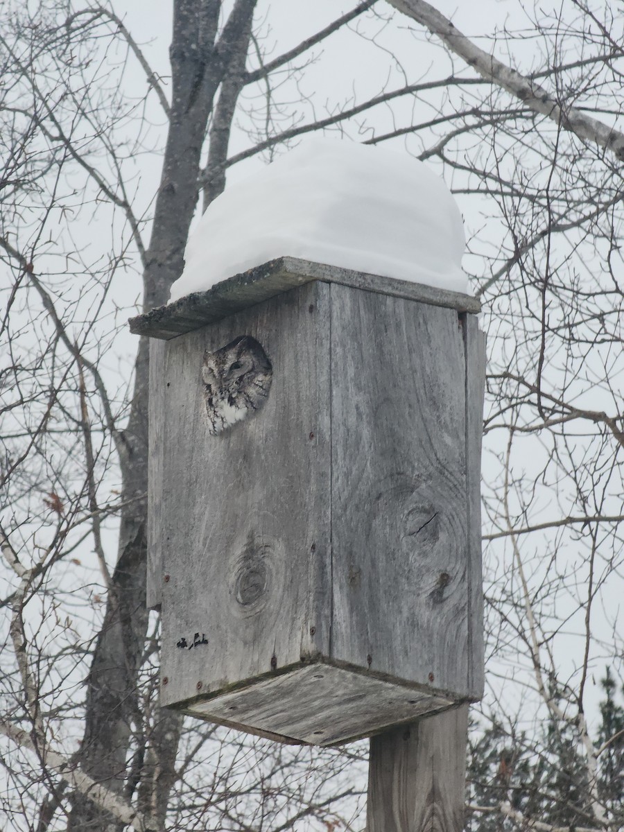 výreček americký - ML646864728