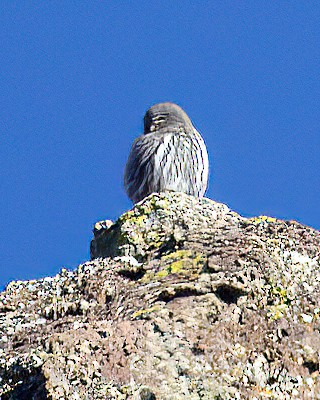 Northern Pygmy-Owl - ML646864729