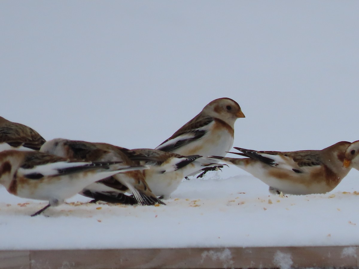 Пуночка - ML646864730