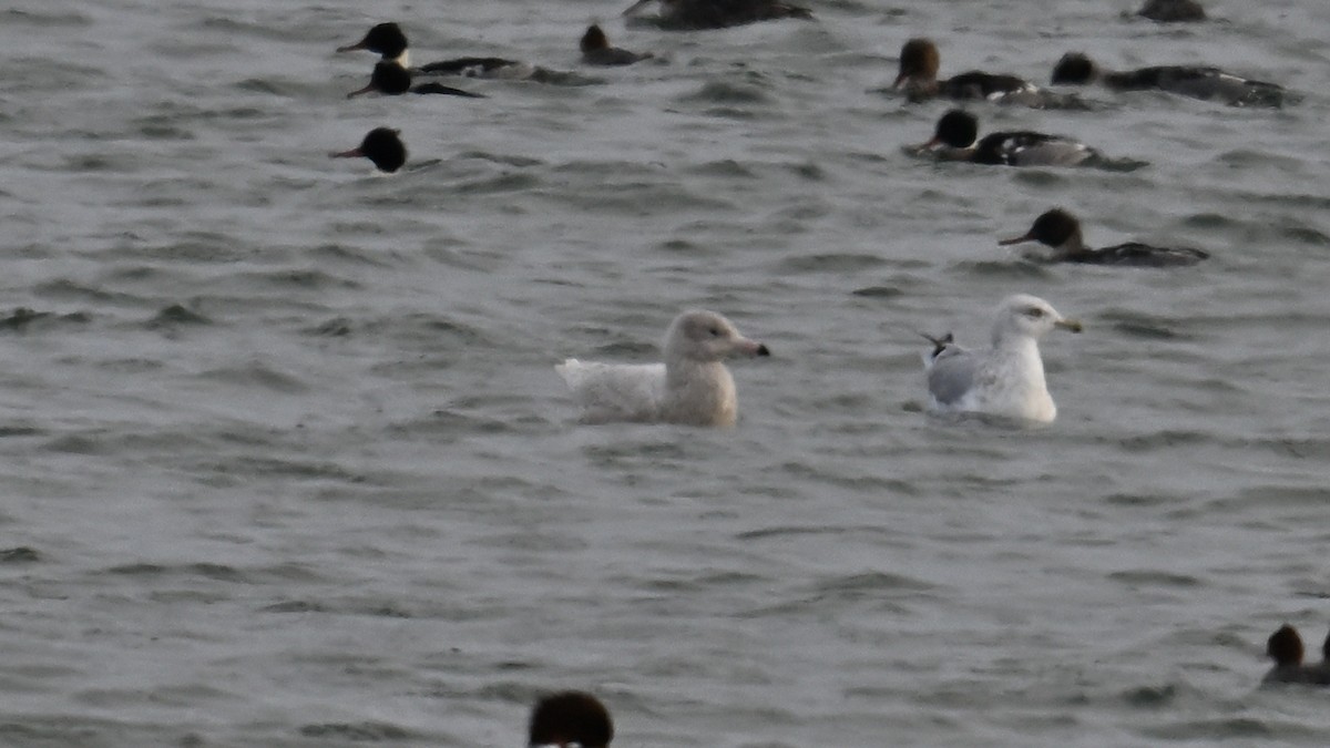 Бургомистр - ML646864732