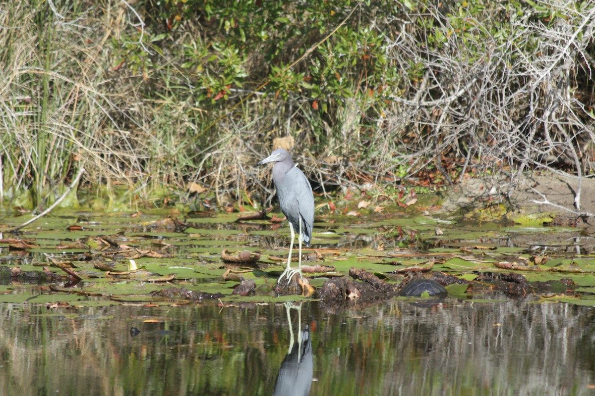 Little Blue Heron - ML646864733