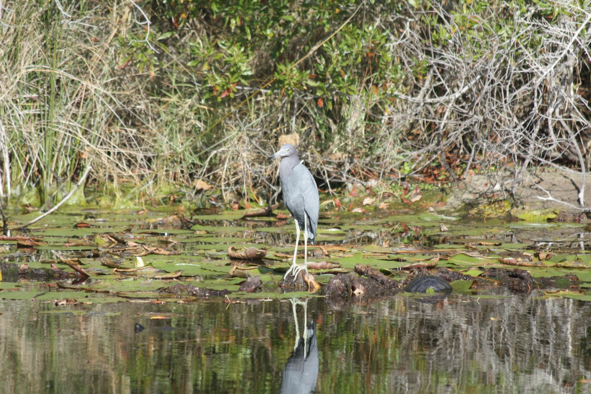 Little Blue Heron - ML646864734