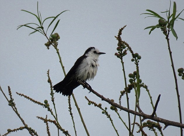 Black-backed Water-Tyrant - ML646864736