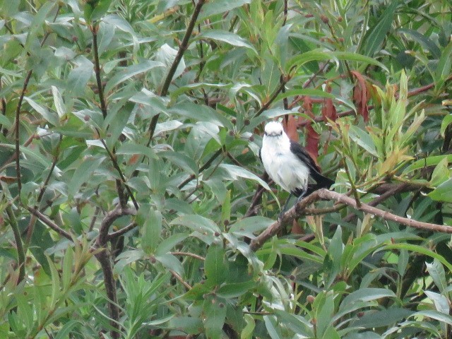 Black-backed Water-Tyrant - ML646864737