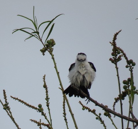 Black-backed Water-Tyrant - ML646864738