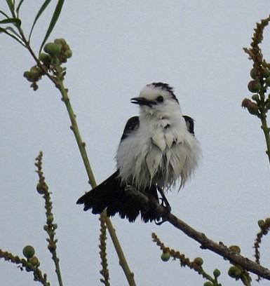Black-backed Water-Tyrant - ML646864739