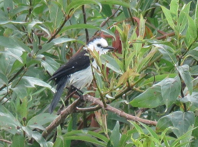 Black-backed Water-Tyrant - ML646864740