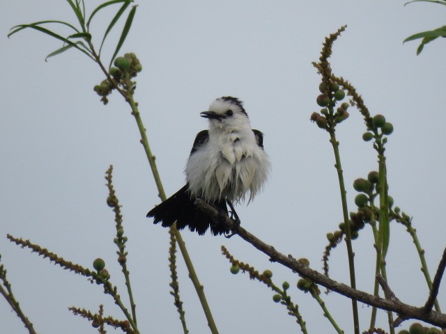 Black-backed Water-Tyrant - ML646864741