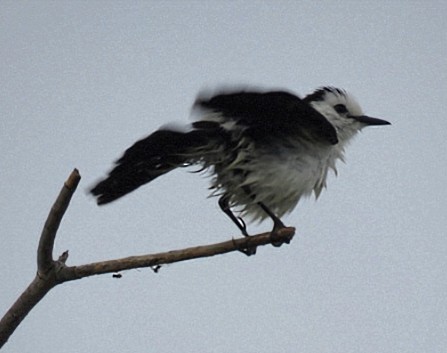 Black-backed Water-Tyrant - ML646864742
