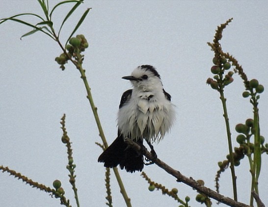 Black-backed Water-Tyrant - ML646864743