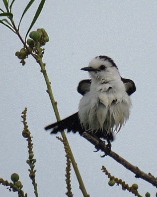 Black-backed Water-Tyrant - ML646864744