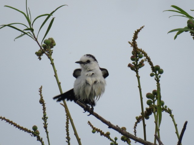 Black-backed Water-Tyrant - ML646864745