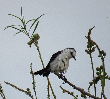 Black-backed Water-Tyrant - ML646864746