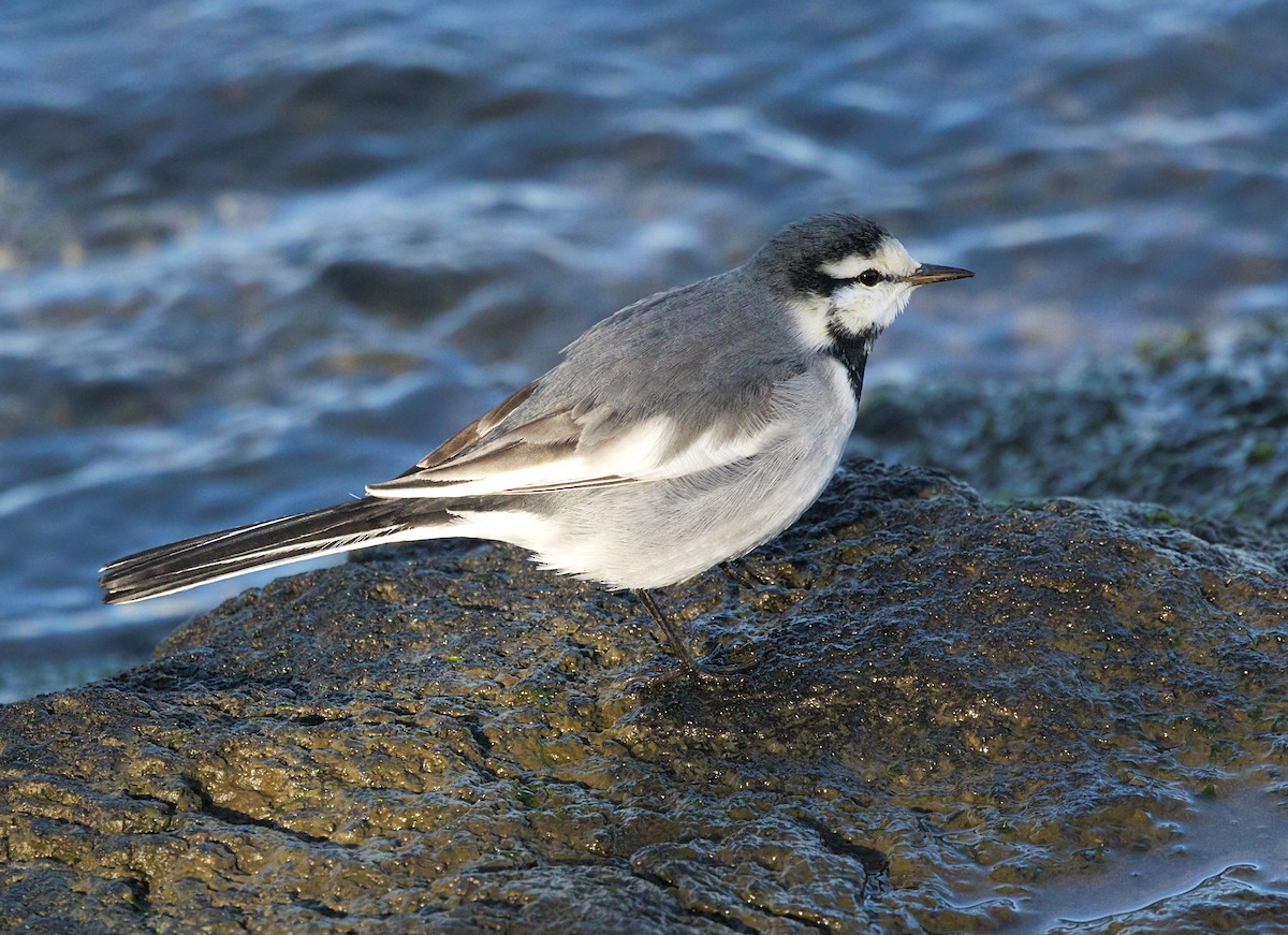 White Wagtail - ML646864747
