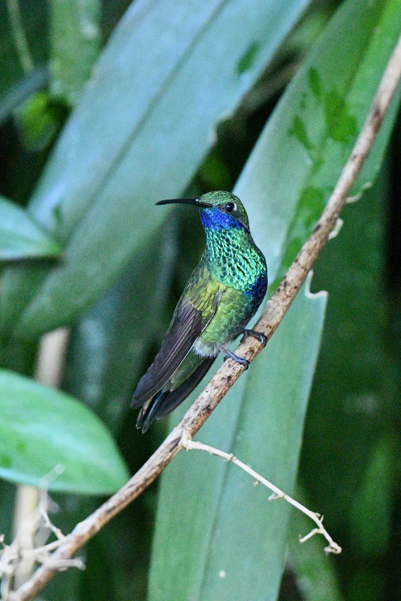 fiolørekolibri - ML646864748