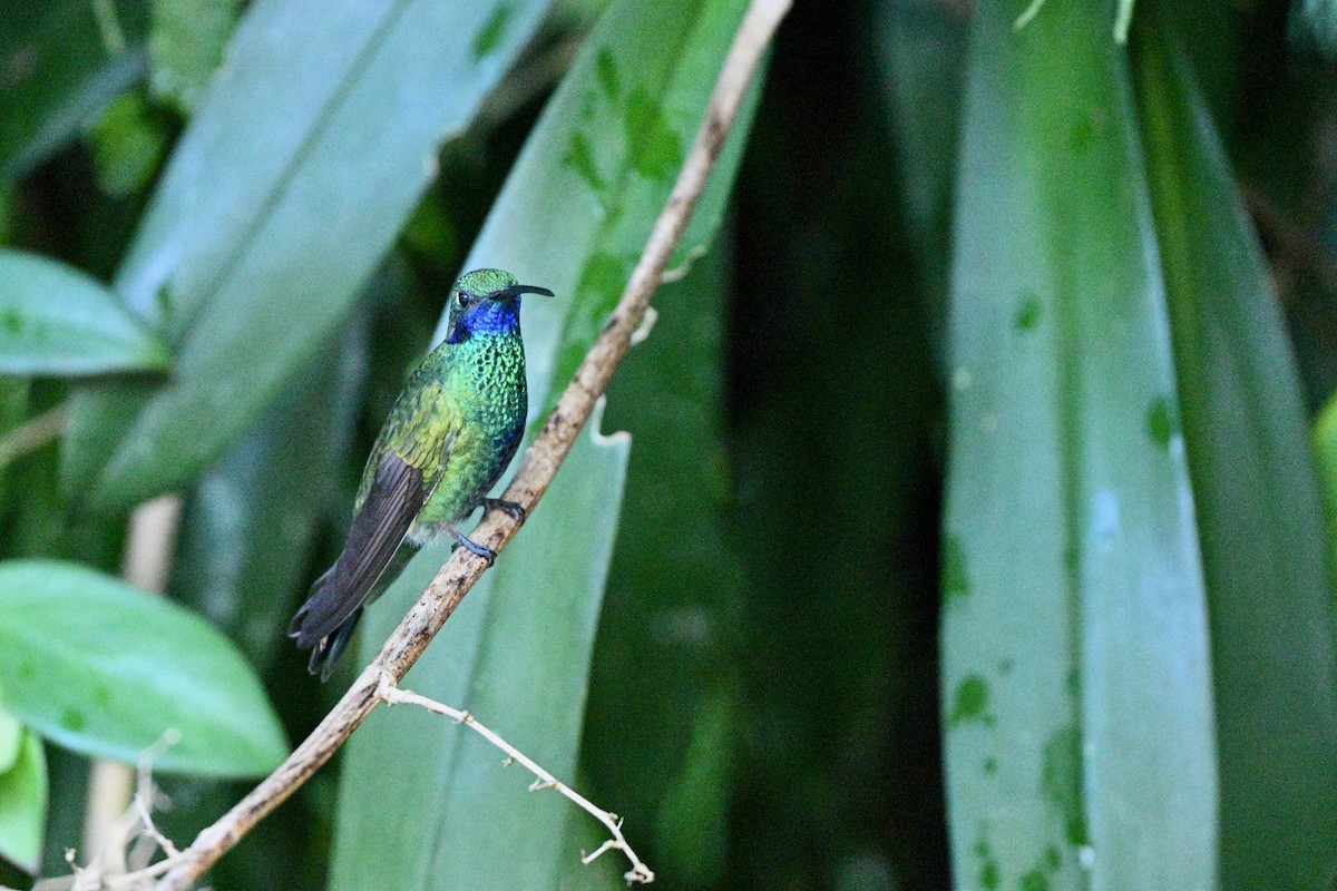 fiolørekolibri - ML646864750