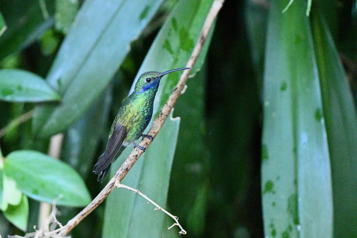 fiolørekolibri - ML646864751