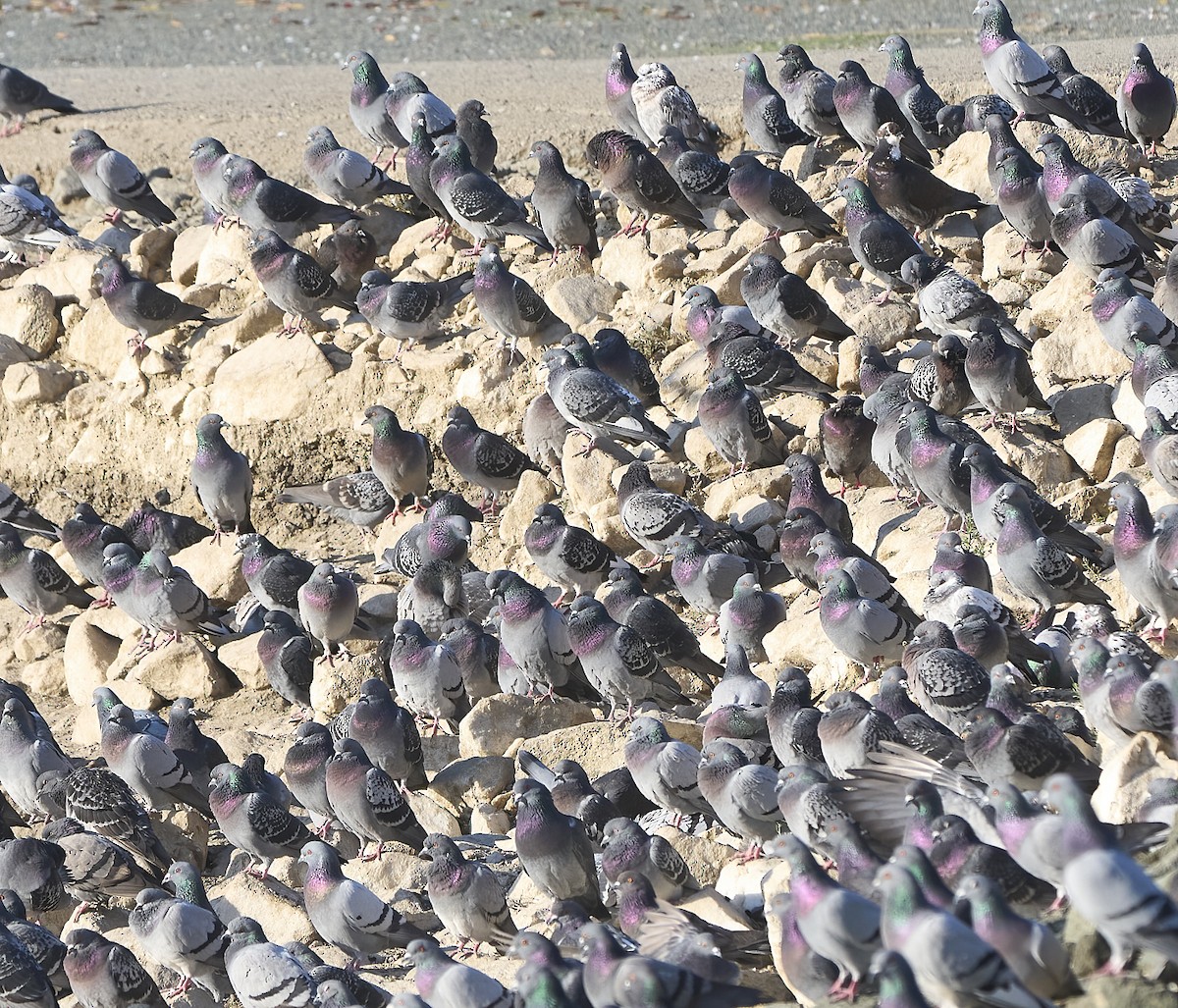 Rock Pigeon (Feral Pigeon) - ML646864754