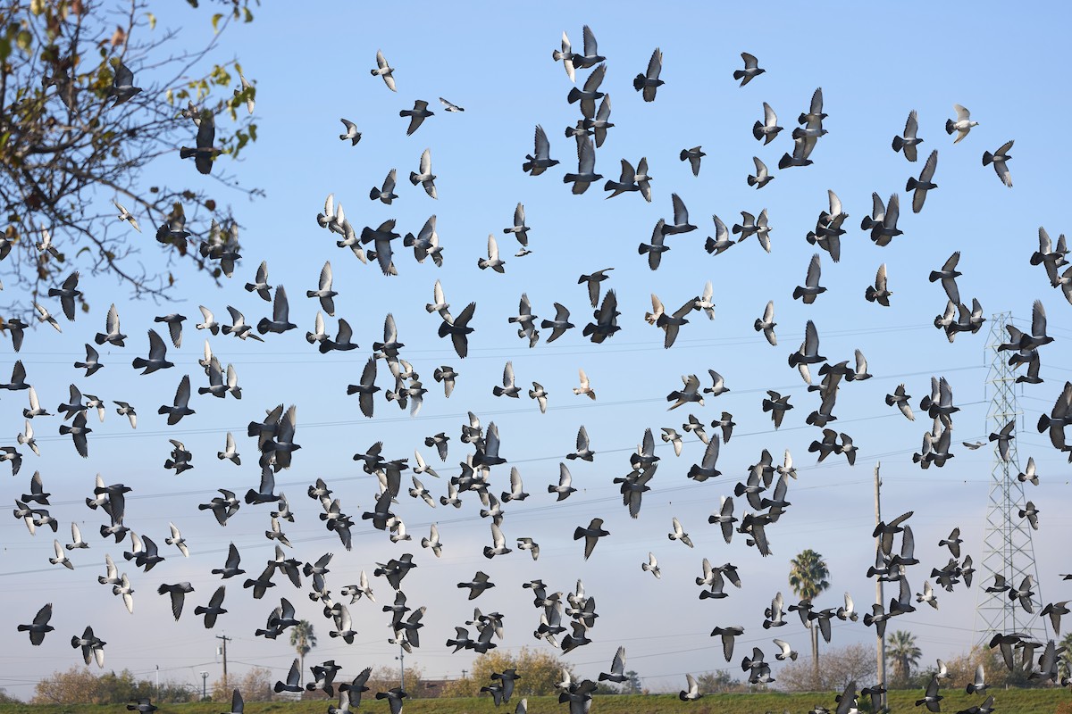 Rock Pigeon (Feral Pigeon) - ML646864755