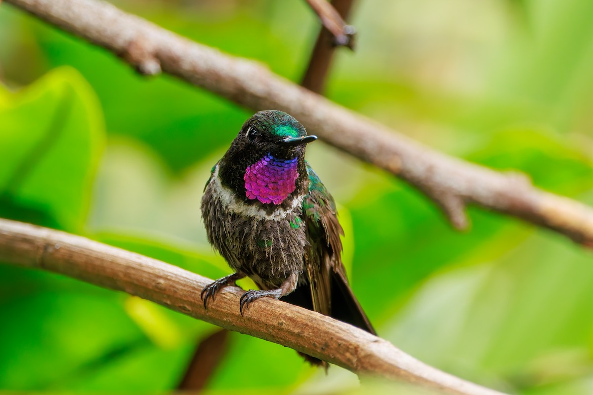 Longuemare's Sunangel - ML646864756