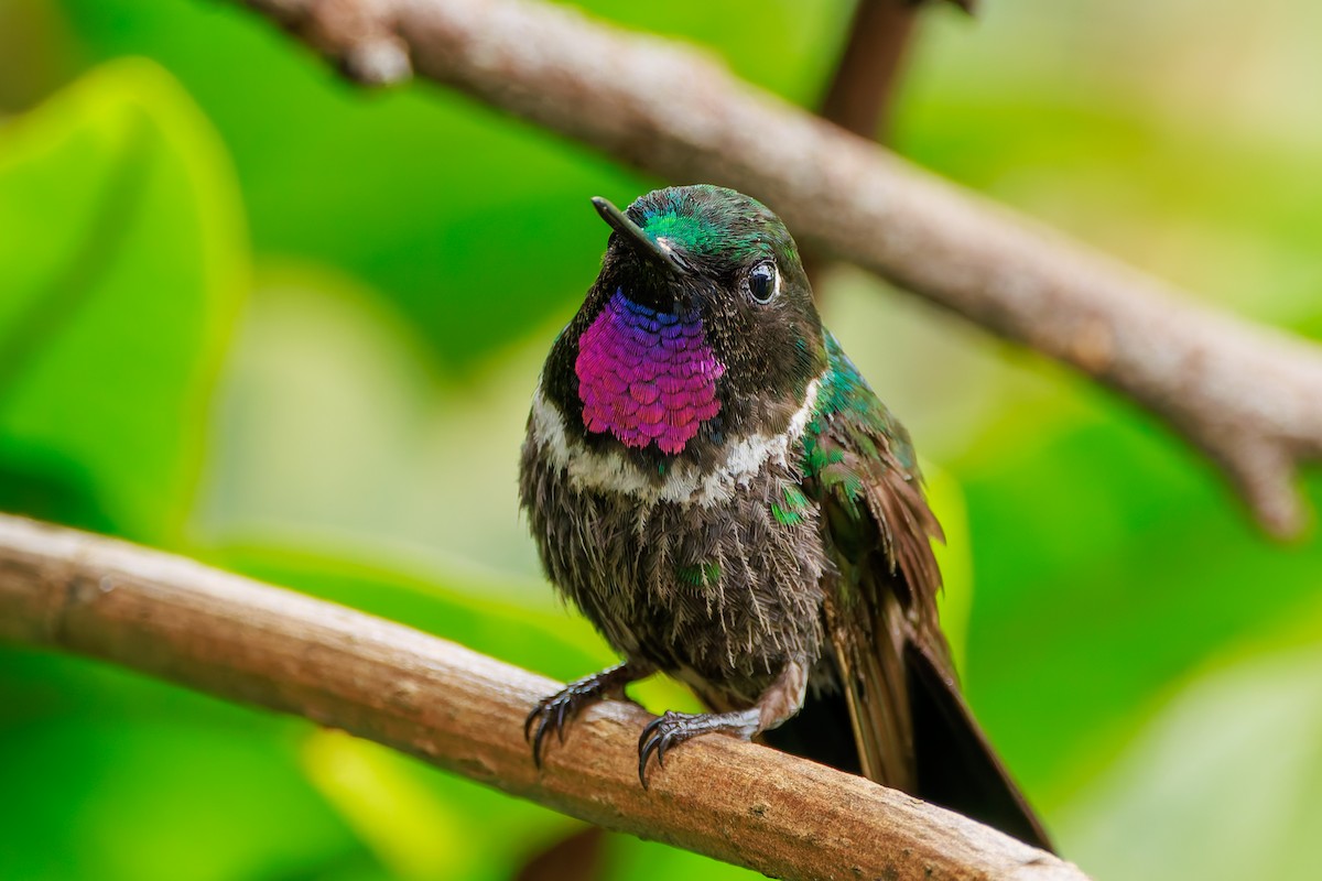 Longuemare's Sunangel - ML646864757