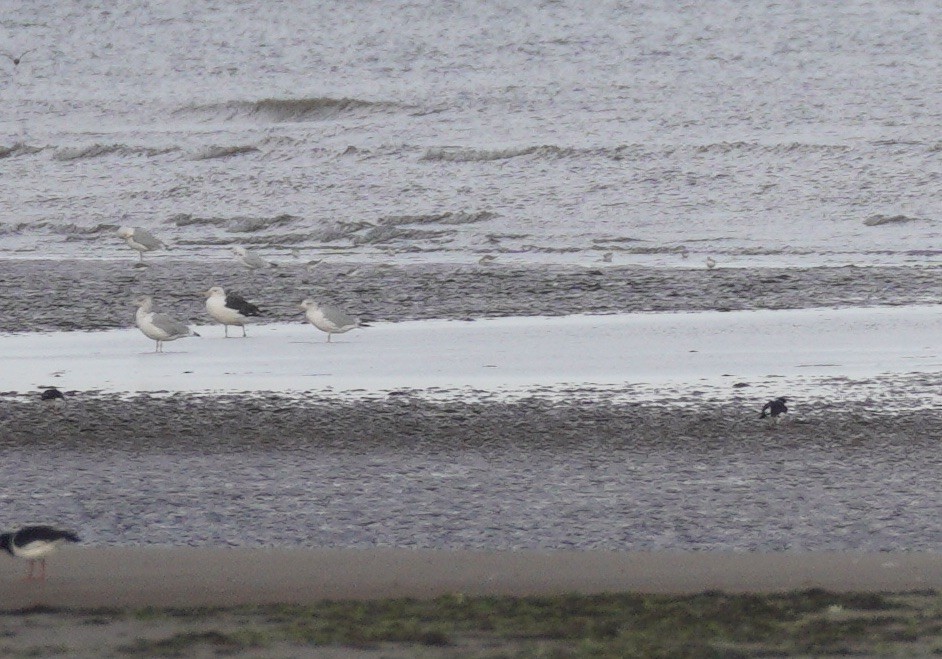 Great Black-backed Gull - ML646864758