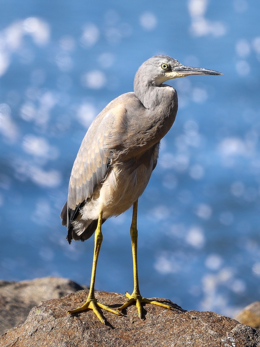 Ak Yüzlü Balıkçıl - ML646864759