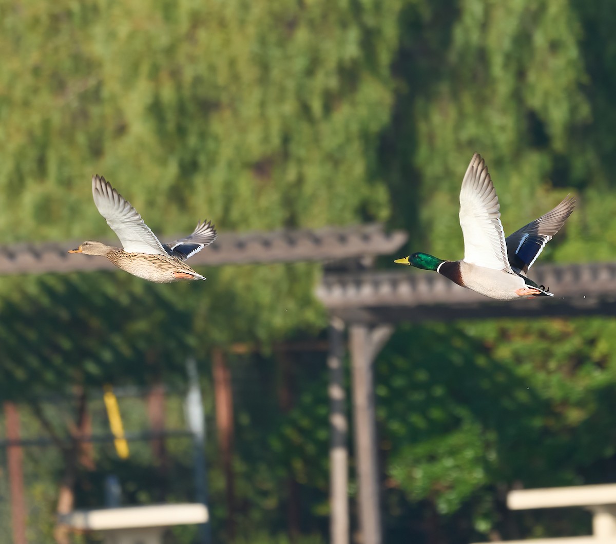 Mallard - ML646864770