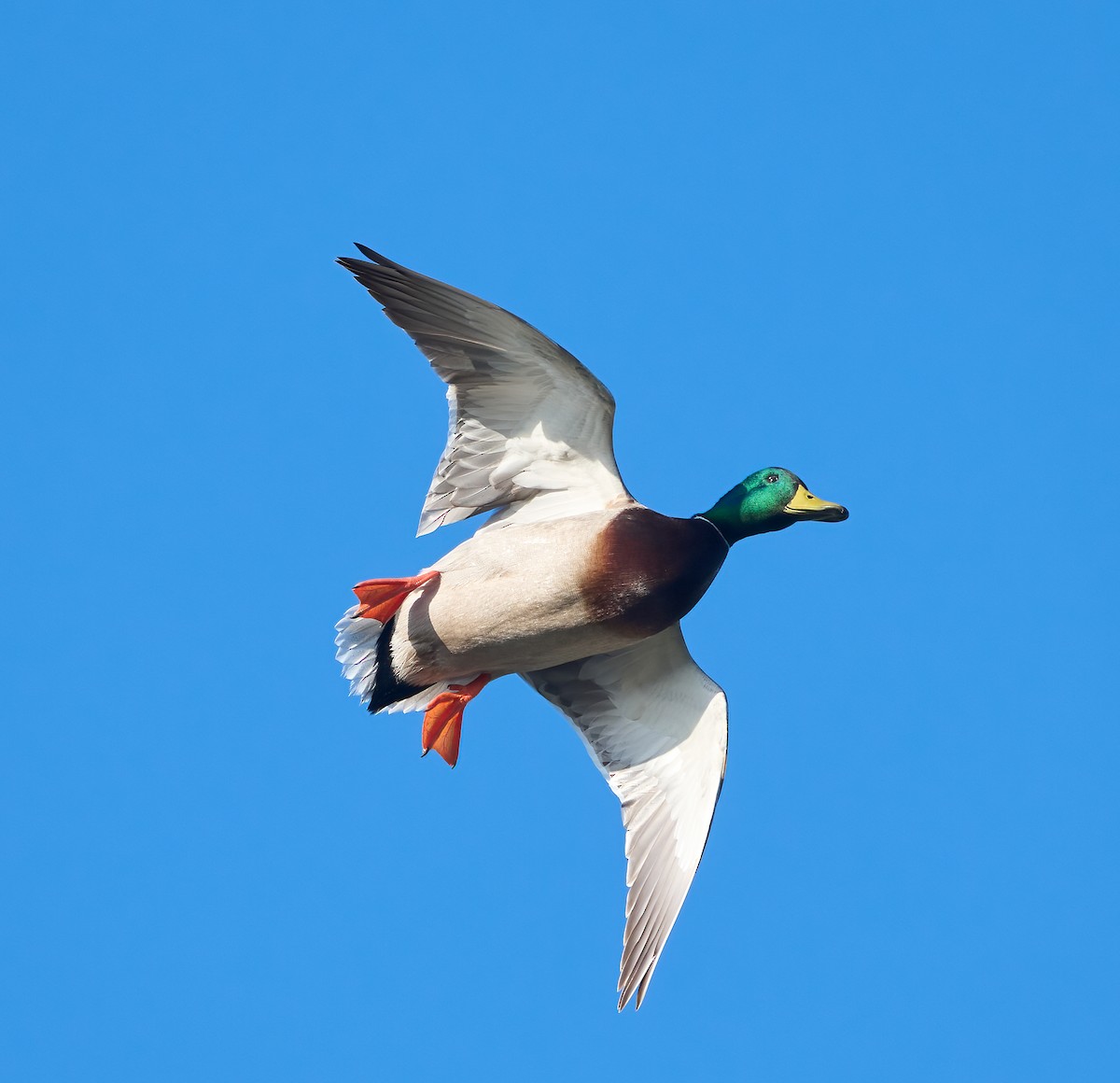 Mallard - ML646864771