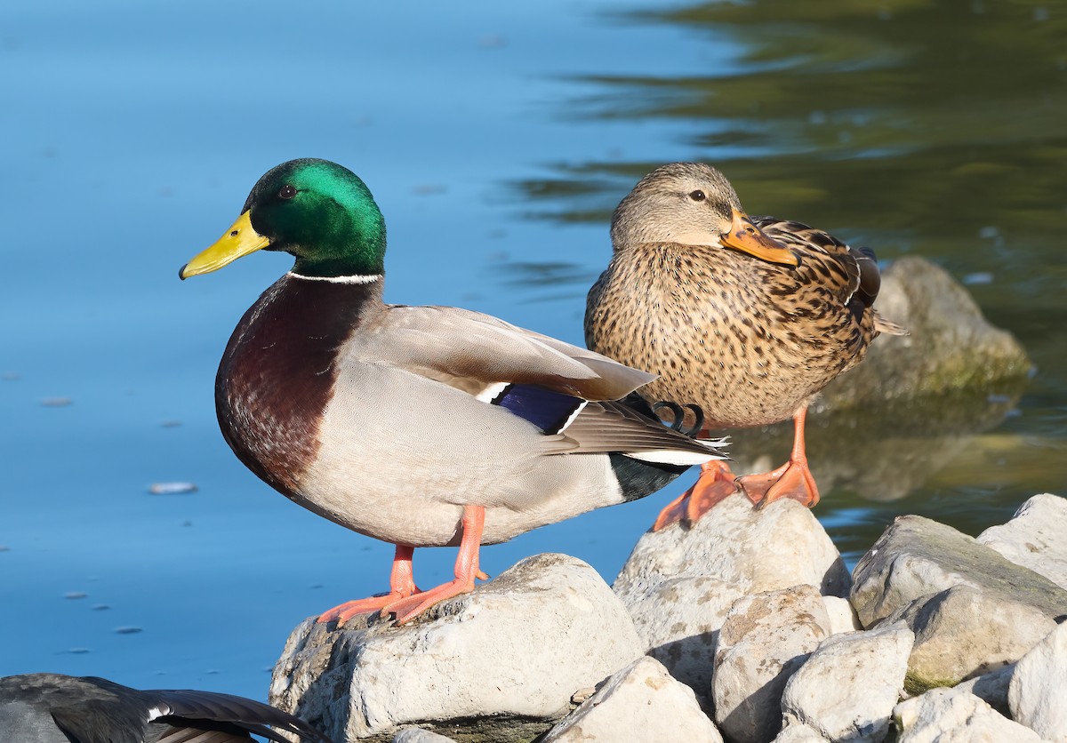 Mallard - ML646864772
