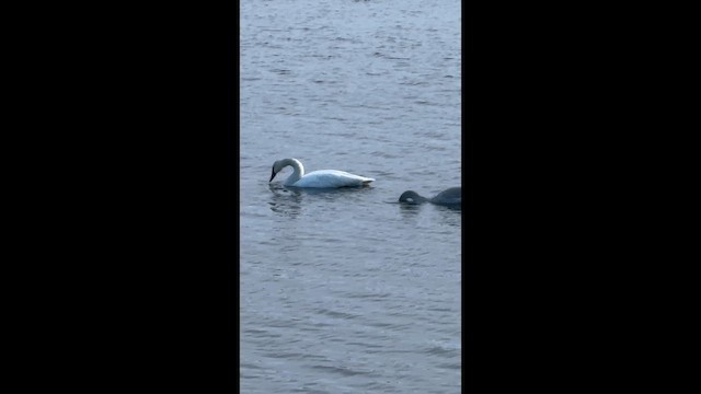 Trumpeter Swan - ML646864774