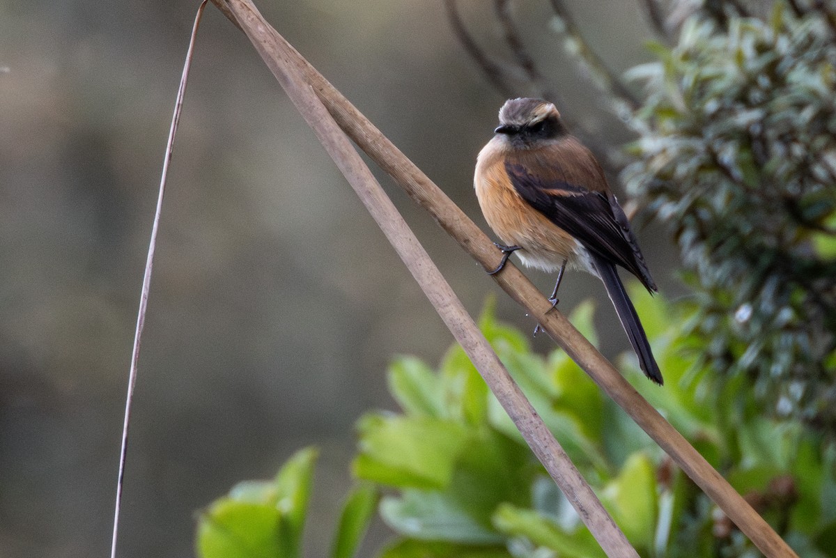 Brown-backed Chat-Tyrant - ML646864776