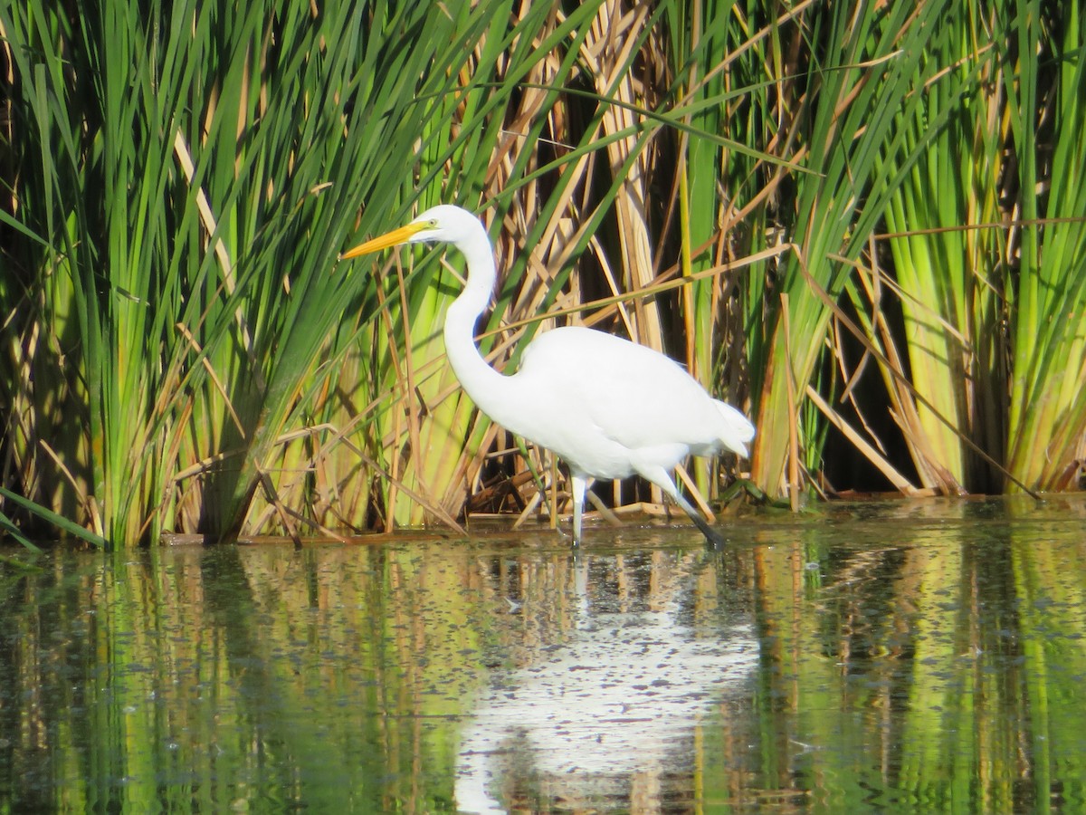 Silberreiher - ML646864777