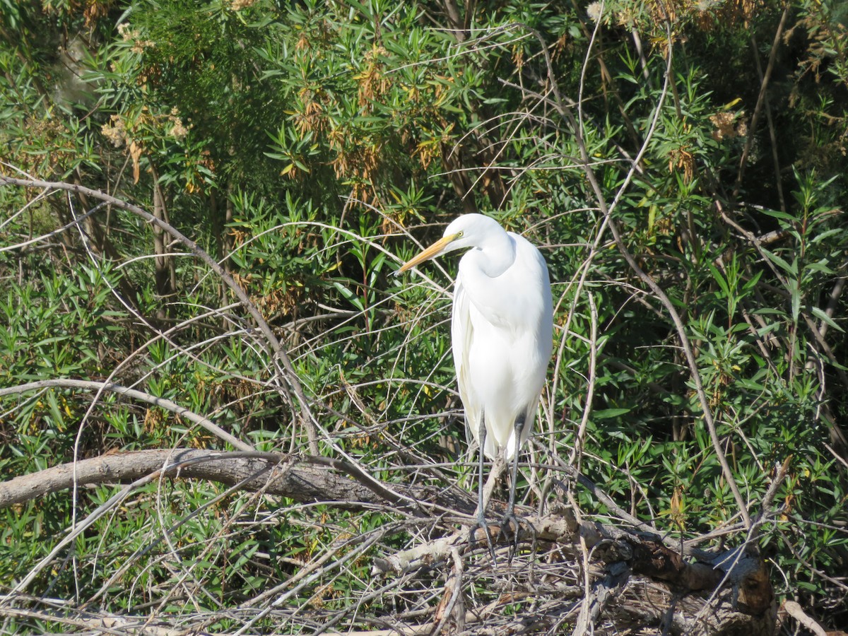 Silberreiher - ML646864778