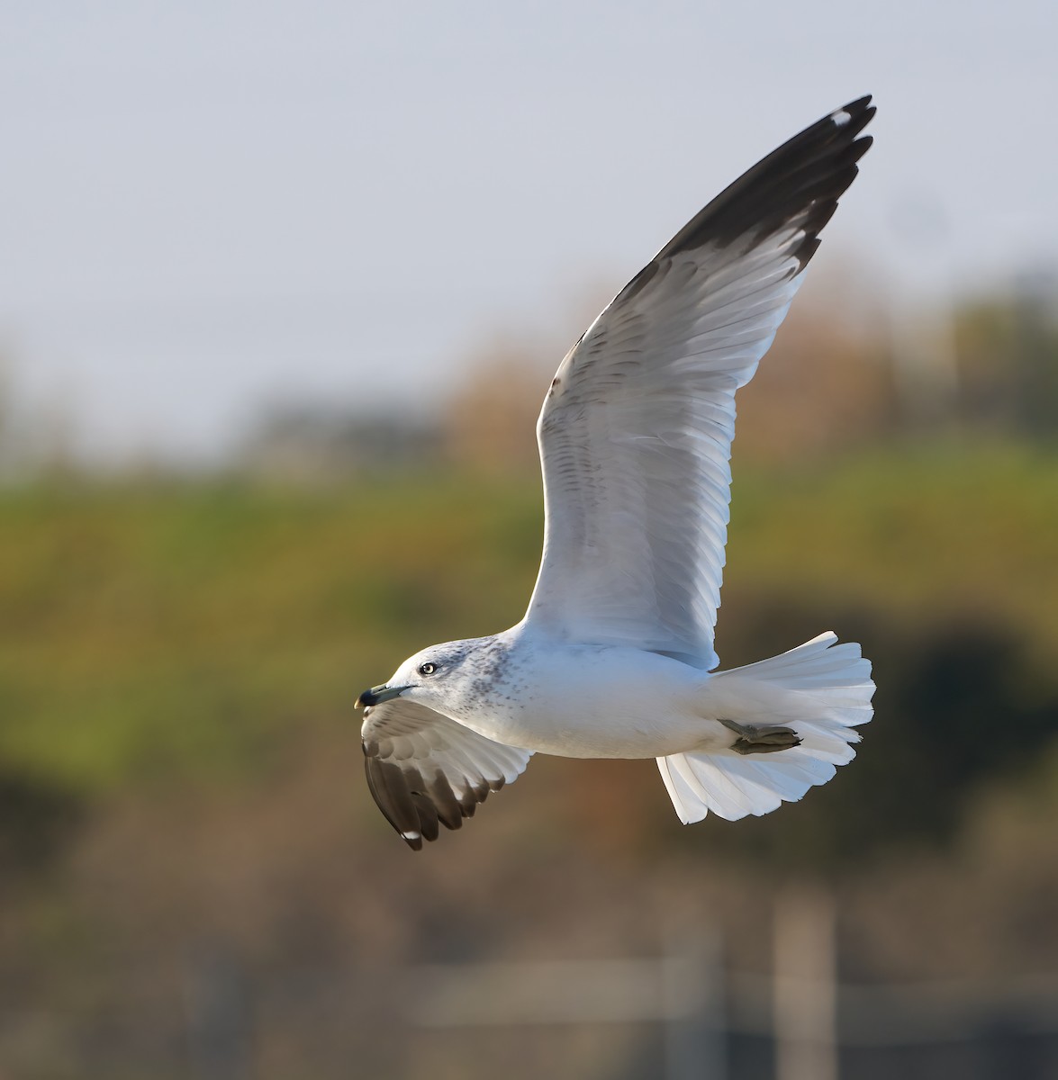 Ring-billed Gull - ML646864779